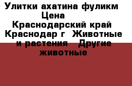Улитки ахатина фуликм › Цена ­ 10 - Краснодарский край, Краснодар г. Животные и растения » Другие животные   